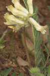 Tennessee milkvetch